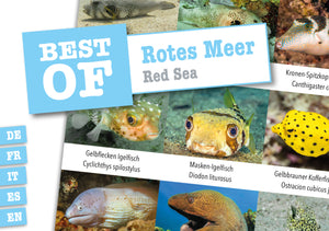 
                  
                    Rotes Meer
                  
                
