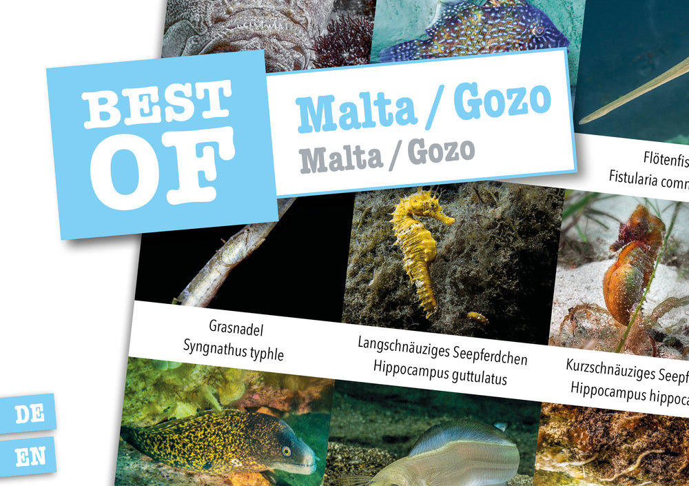 Gozo Sticker Making Malta / Gozo – Dive Sticker